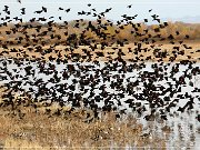 Bosque del Apache NWR