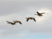 Bosque del Apache NWR