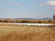 Bosque del Apache NWR