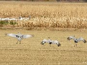 Bosque del Apache NWR