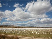Bosque del Apache NWR