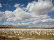 bosque_del_apache_2006_09