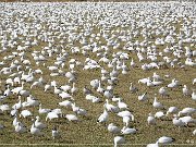 Bosque del Apache NWR