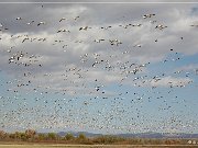 Bosque del Apache NWR