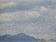 Bosque del Apache NWR