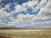 Bosque del Apache NWR