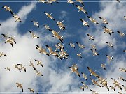 Bosque del Apache NWR