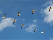 Bosque del Apache NWR