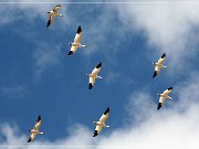 Bosque del Apache NWR