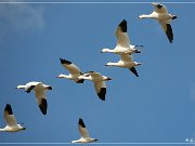 Bosque del Apache NWR