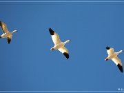 Bosque del Apache NWR