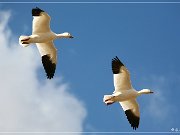 Bosque del Apache NWR