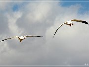 Bosque del Apache NWR