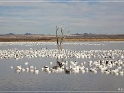 Bosque del Apache NWR