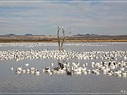 bosque_del_apache_2009_01