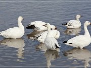 Bosque del Apache NWR