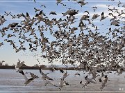 Bosque del Apache NWR