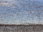 Bosque del Apache NWR