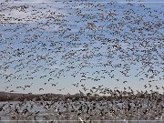 bosque_del_apache_2009_04