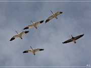 Bosque del Apache NWR
