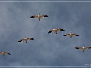 Bosque del Apache NWR