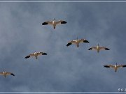 bosque_del_apache_2009_05a