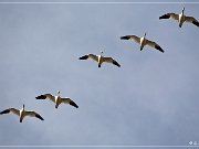 Bosque del Apache NWR