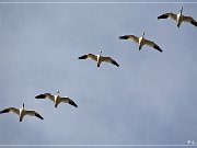 bosque_del_apache_2009_06