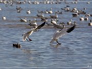 Bosque del Apache NWR