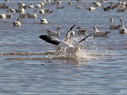 Bosque del Apache NWR