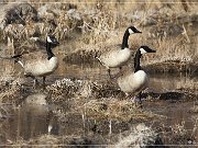 Bosque del Apache NWR