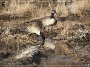 Bosque del Apache NWR