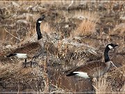 Bosque del Apache NWR