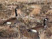 bosque_del_apache_2009_10a