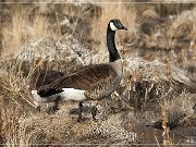 Bosque del Apache NWR