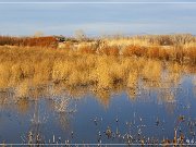 Bosque del Apache NWR