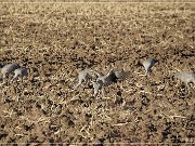 Bosque del Apache NWR