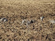 bosque_del_apache_2009_13