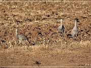 Bosque del Apache NWR