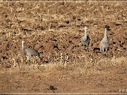 bosque_del_apache_2009_13a