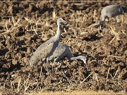 Bosque del Apache NWR