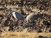 Bosque del Apache NWR