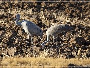 bosque_del_apache_2009_15