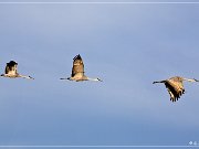Bosque del Apache NWR