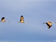 bosque_del_apache_2009_17