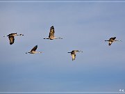 Bosque del Apache NWR, San Antonio
