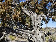 Valley of Fires Recreation Area