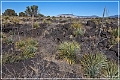 valley_of_fires_rec_area_16a