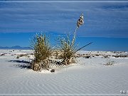 White Sands NP