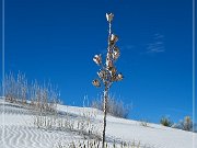 White Sands NP